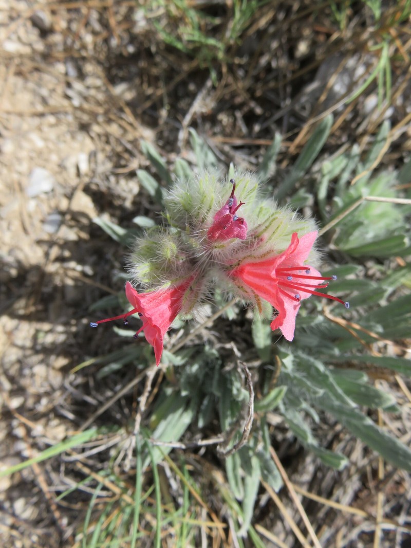 Echium albicans subsp. albicans photo 3