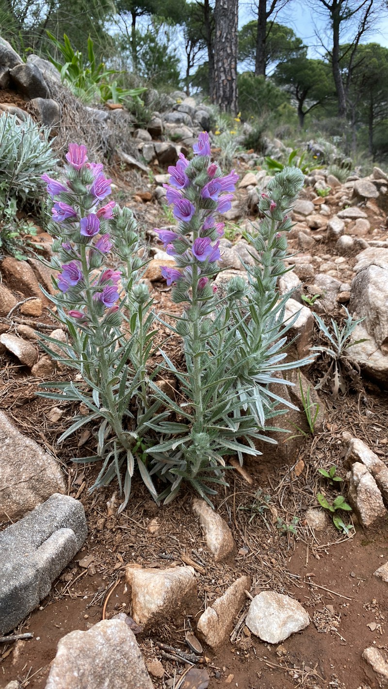 Echium albicans subsp. albicans photo 4