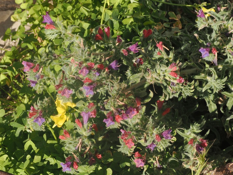 Echium angustifolium subsp. angustifolium
