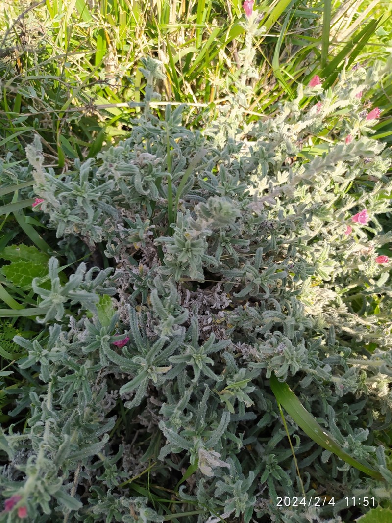 Echium angustifolium subsp. angustifolium photo 2