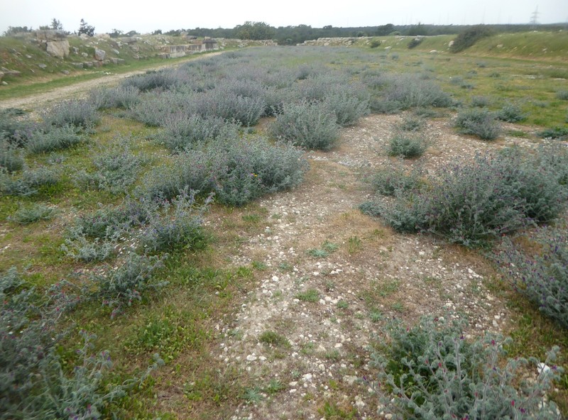 Echium angustifolium subsp. angustifolium photo 3