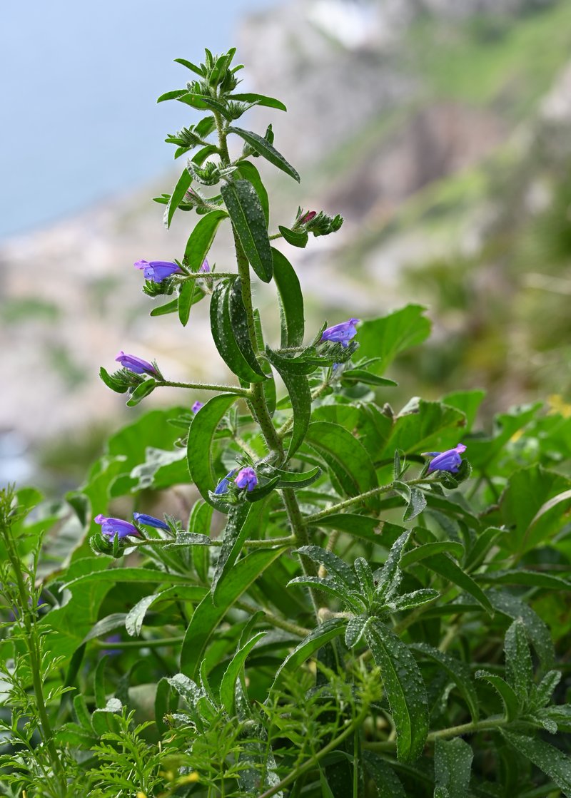 Cretan Viper's Bugloss photo 2