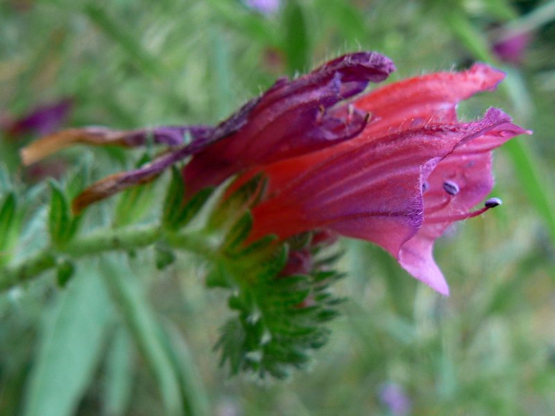 Cretan Viper's Bugloss photo 4