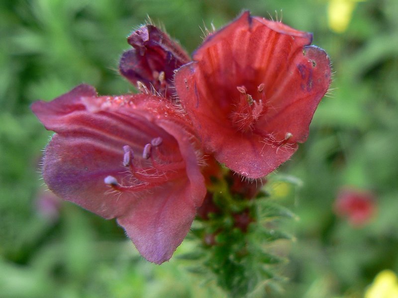 Cretan Viper's Bugloss photo 5