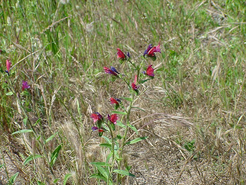 Cretan Viper's Bugloss