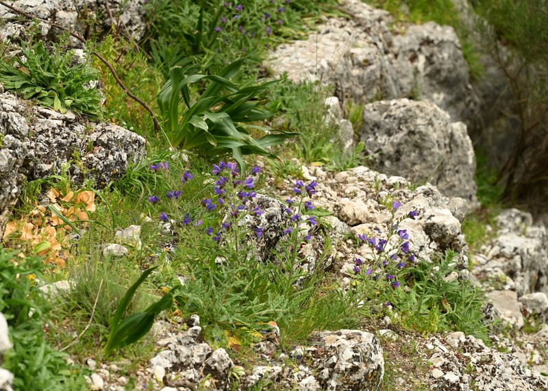 Cretan Viper's Bugloss photo 6