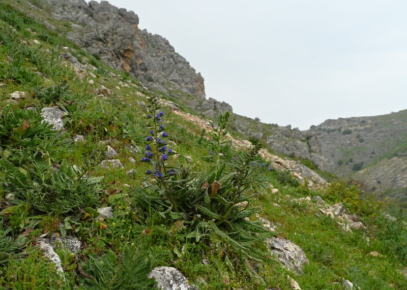 Cretan Viper's Bugloss photo 7