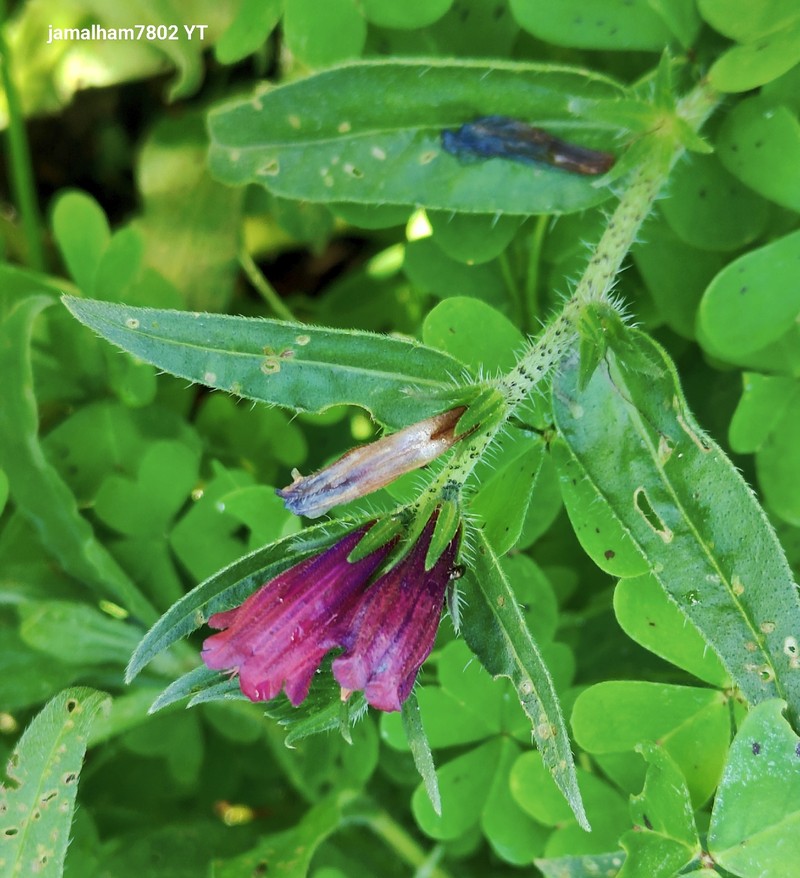 Echium creticum subsp. creticum