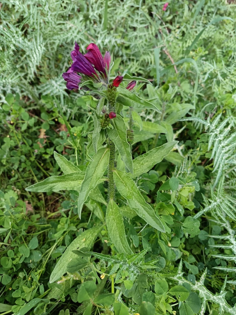 Echium creticum subsp. creticum photo 2