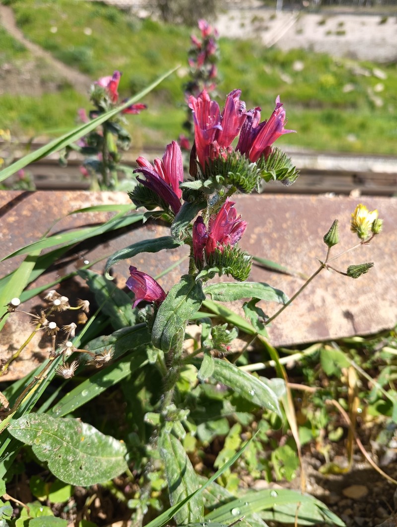 Echium creticum subsp. creticum photo 3