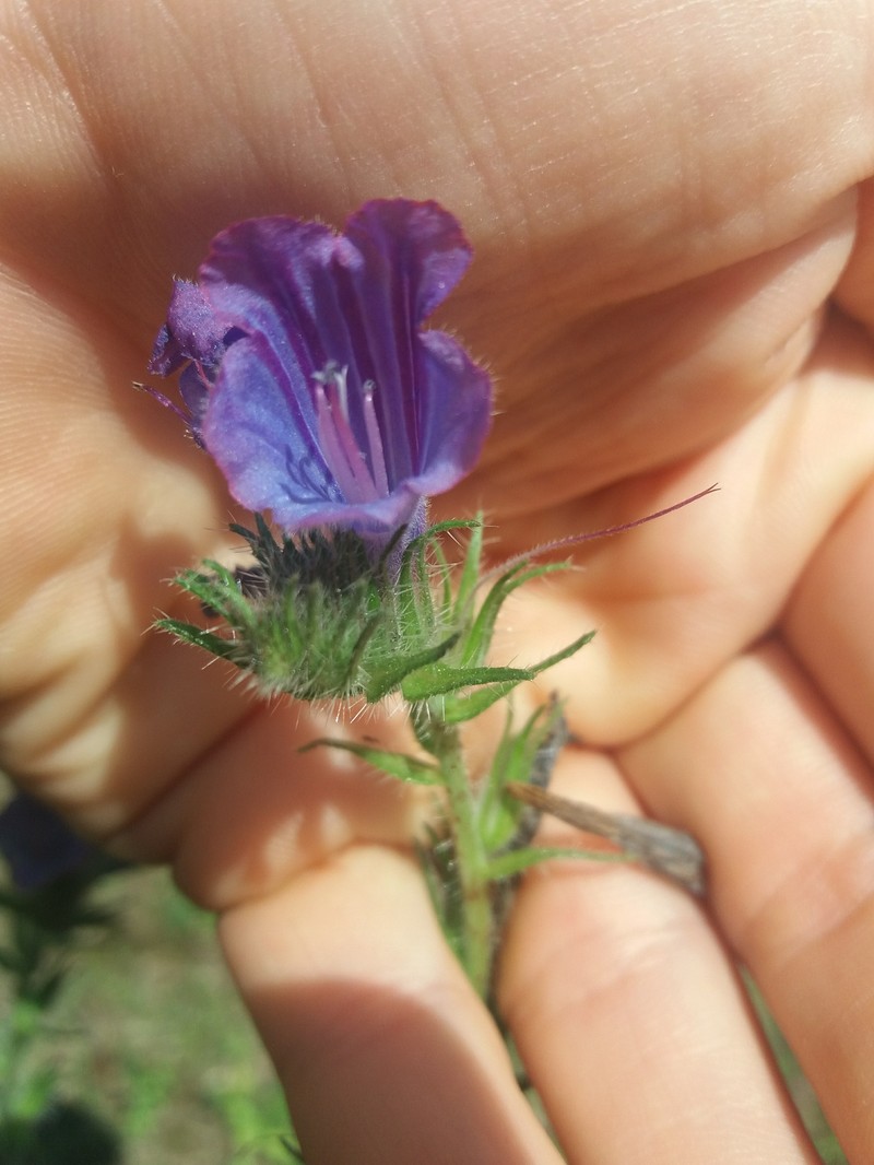 Echium creticum subsp. granatense photo 2