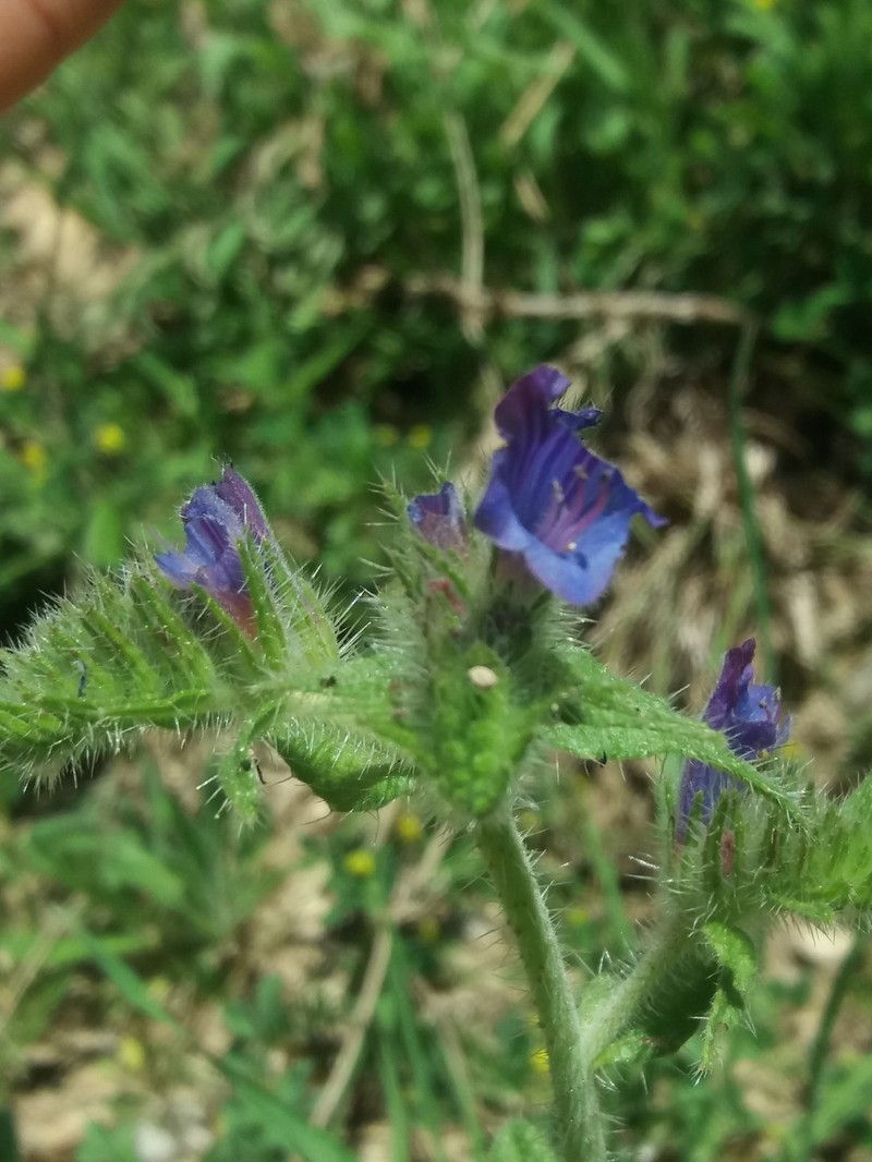 Echium creticum subsp. granatense photo 3
