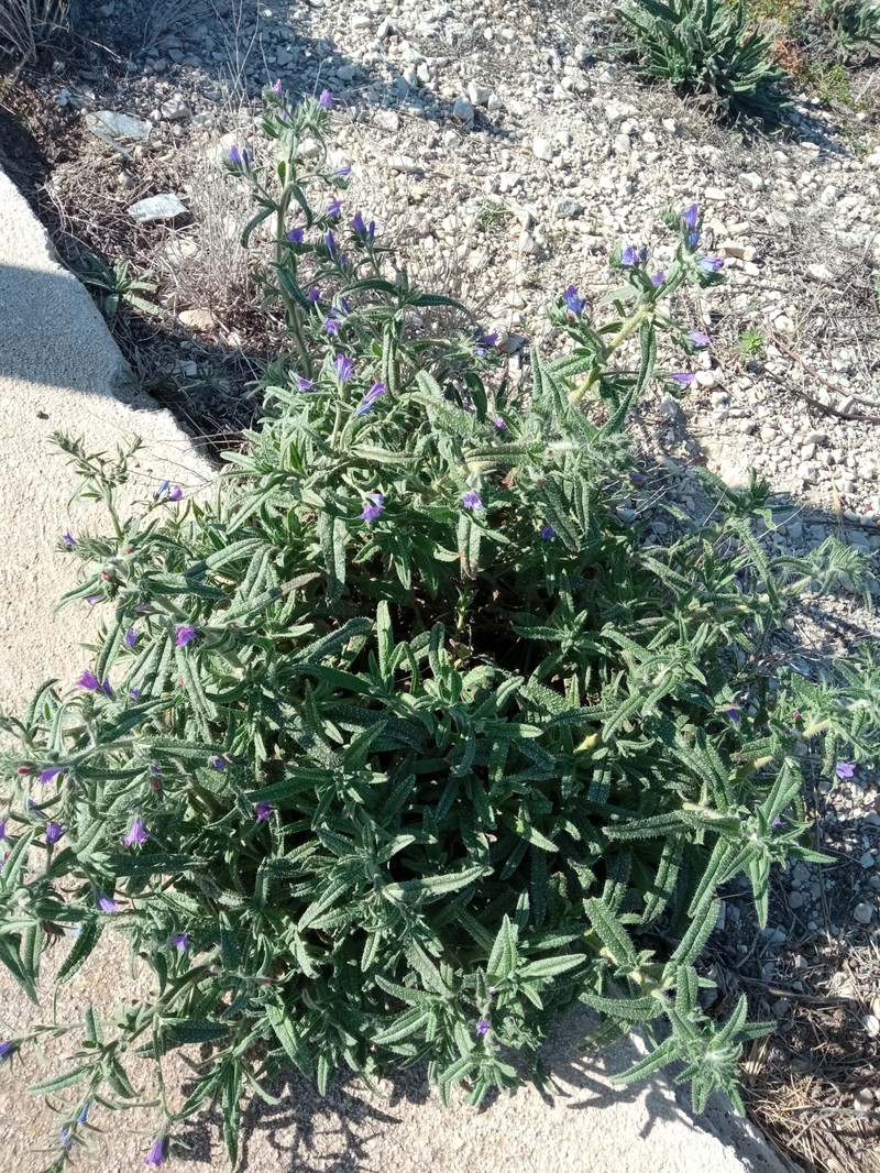 Echium creticum subsp. granatense photo 4