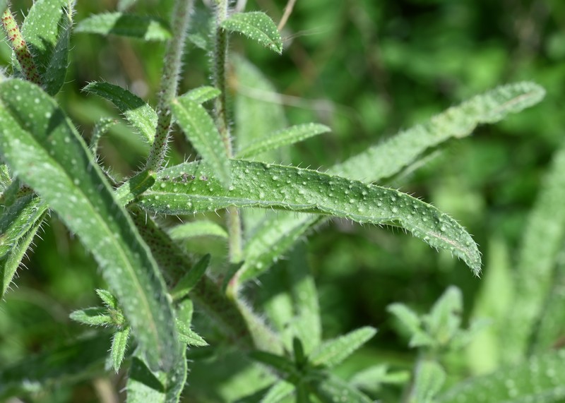 Echium creticum subsp. granatense
