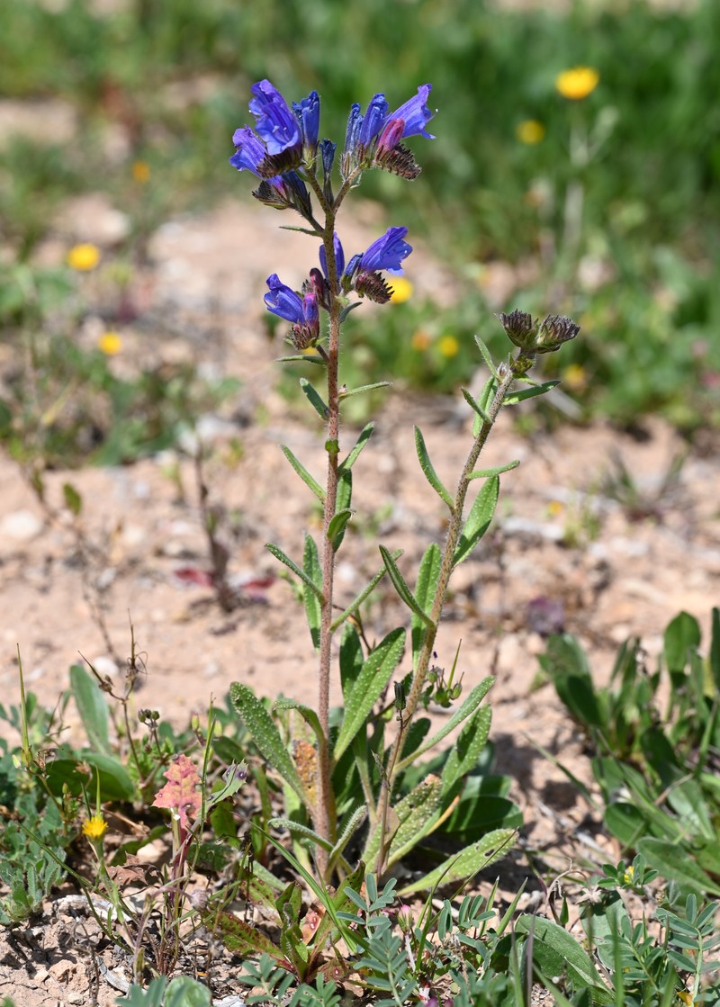 Echium creticum subsp. granatense photo 5