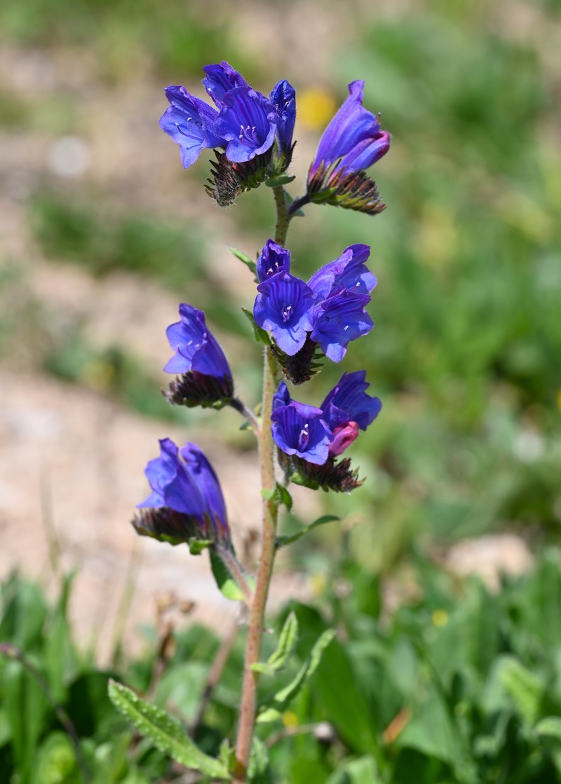 Echium creticum subsp. granatense photo 6