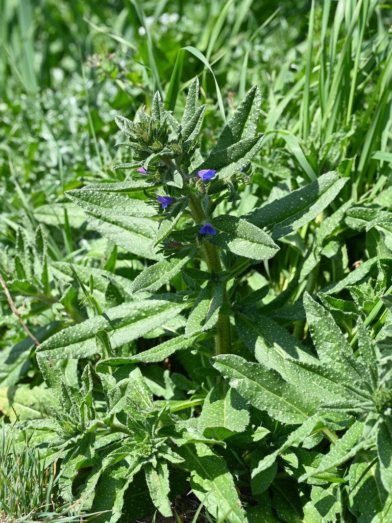 Echium creticum subsp. granatense photo 7
