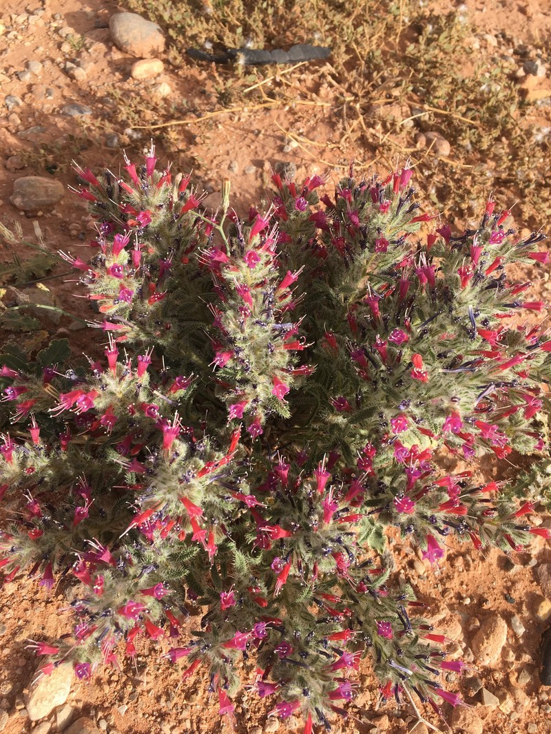 Echium humile subsp. humile