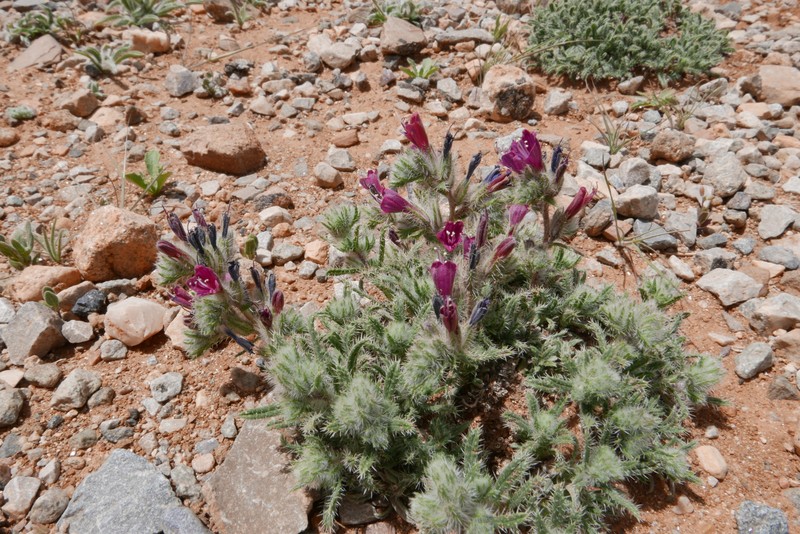 Echium humile subsp. humile photo 2