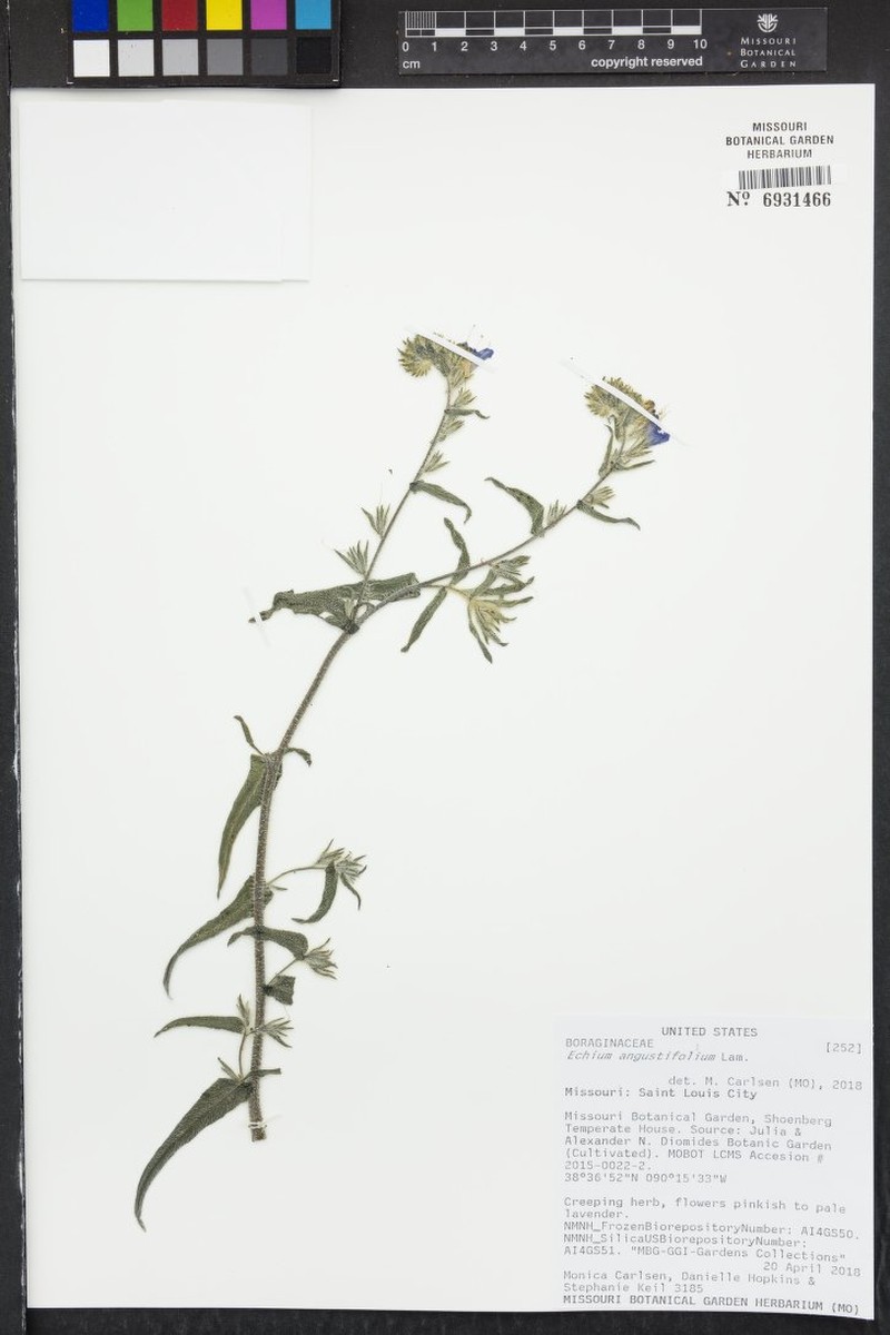 Echium humile subsp. humile photo 3
