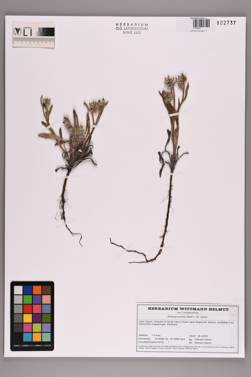 Echium humile subsp. humile photo 4