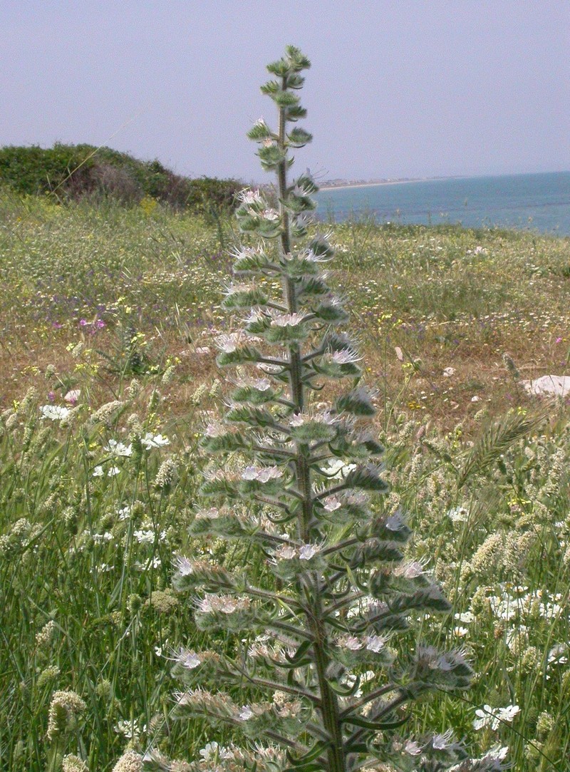 Italian Viper's Bugloss photo 5