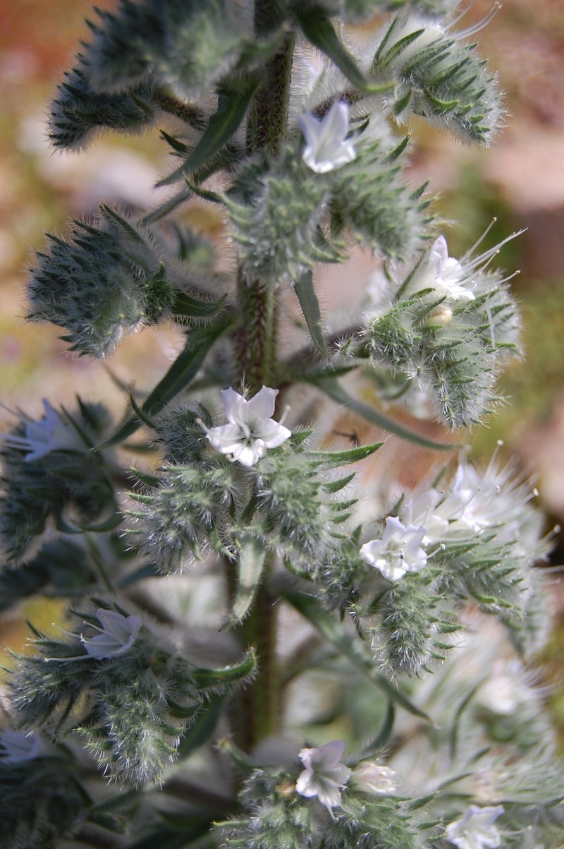 Italian Viper's Bugloss photo 2