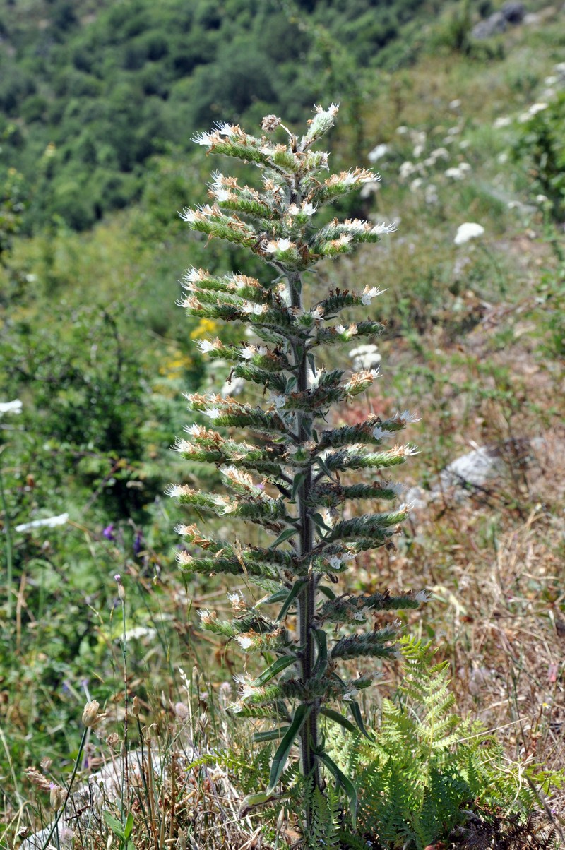 Italian Viper's Bugloss photo 3