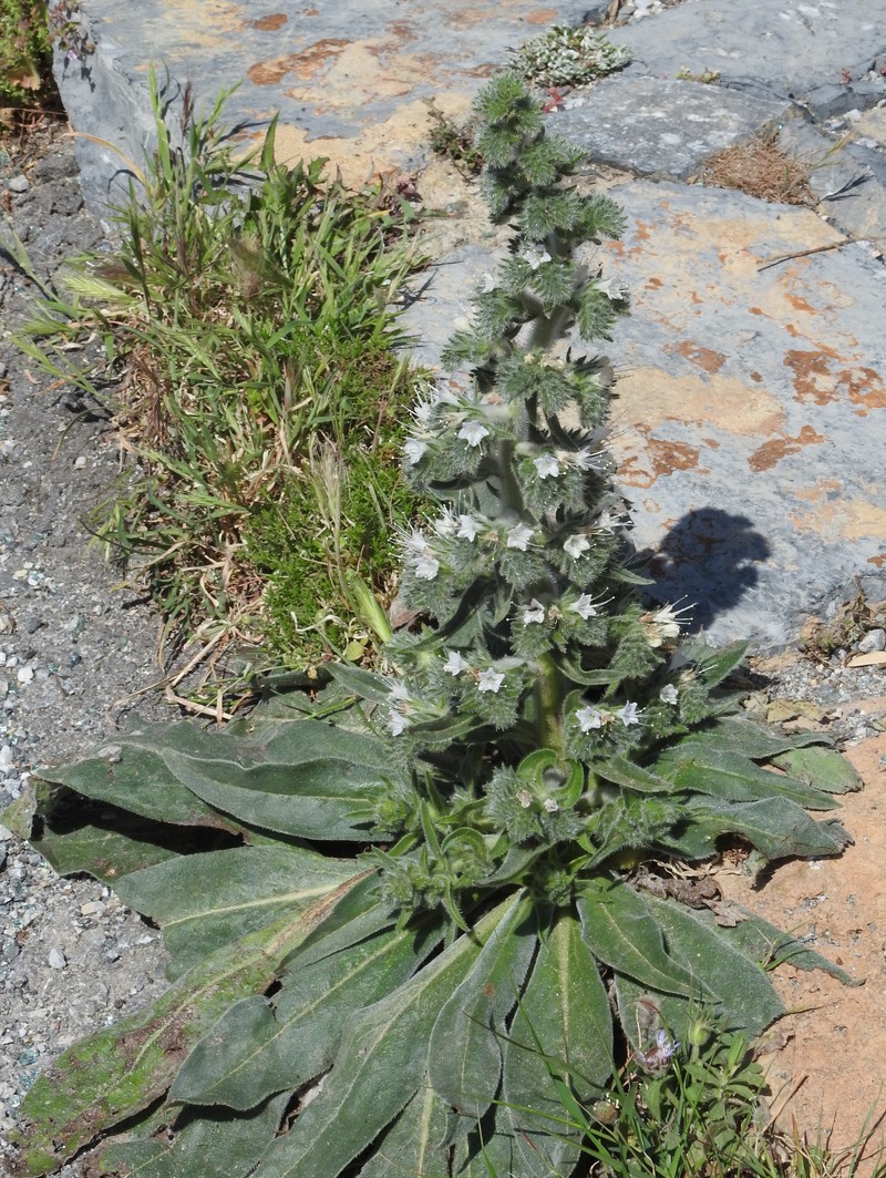Italian Viper's Bugloss photo 4
