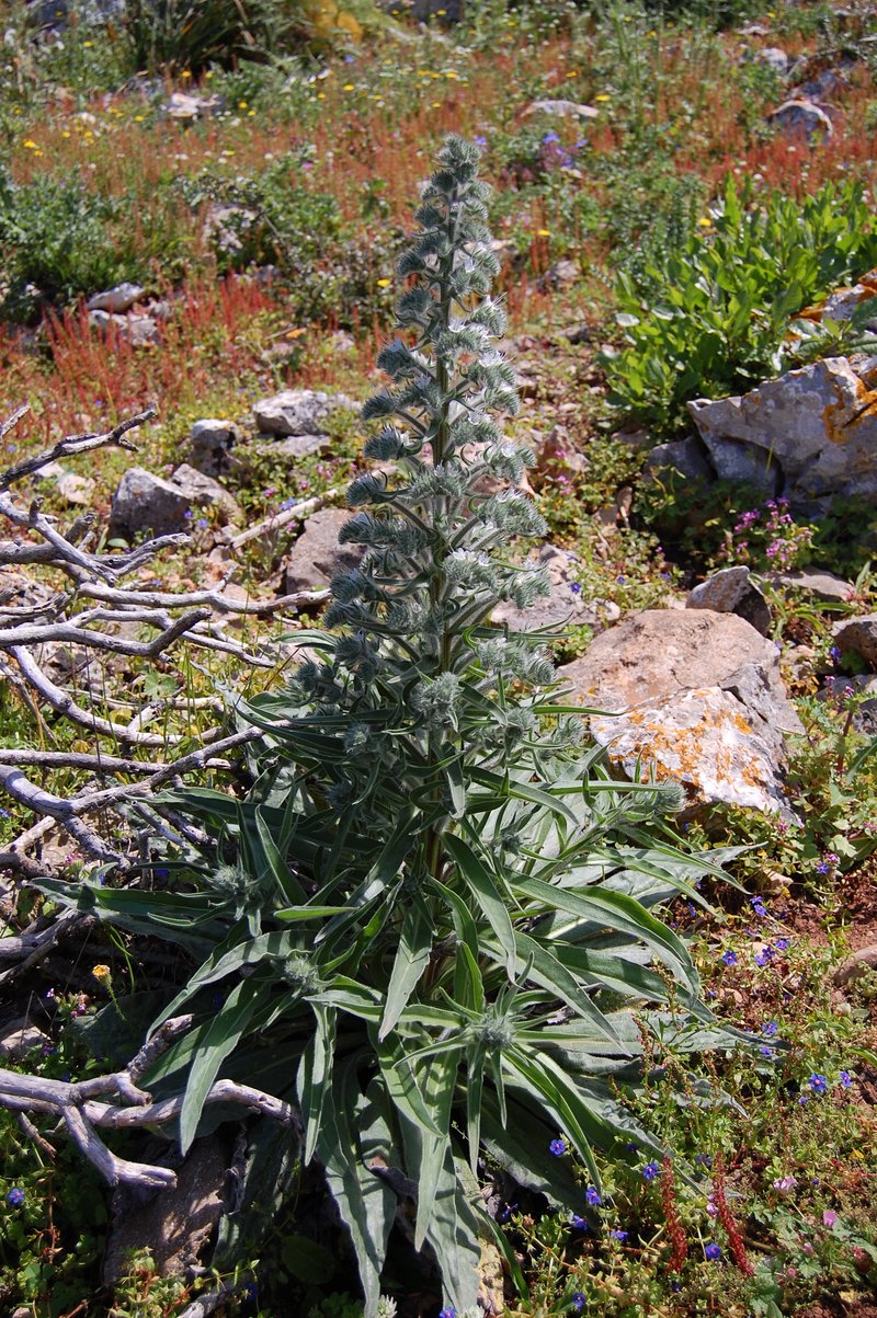 Italian Viper's Bugloss