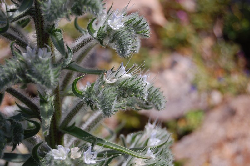 Italian Viper's Bugloss photo 8