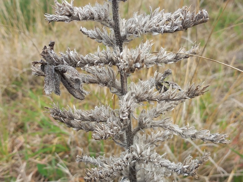 Echium italicum subsp. italicum