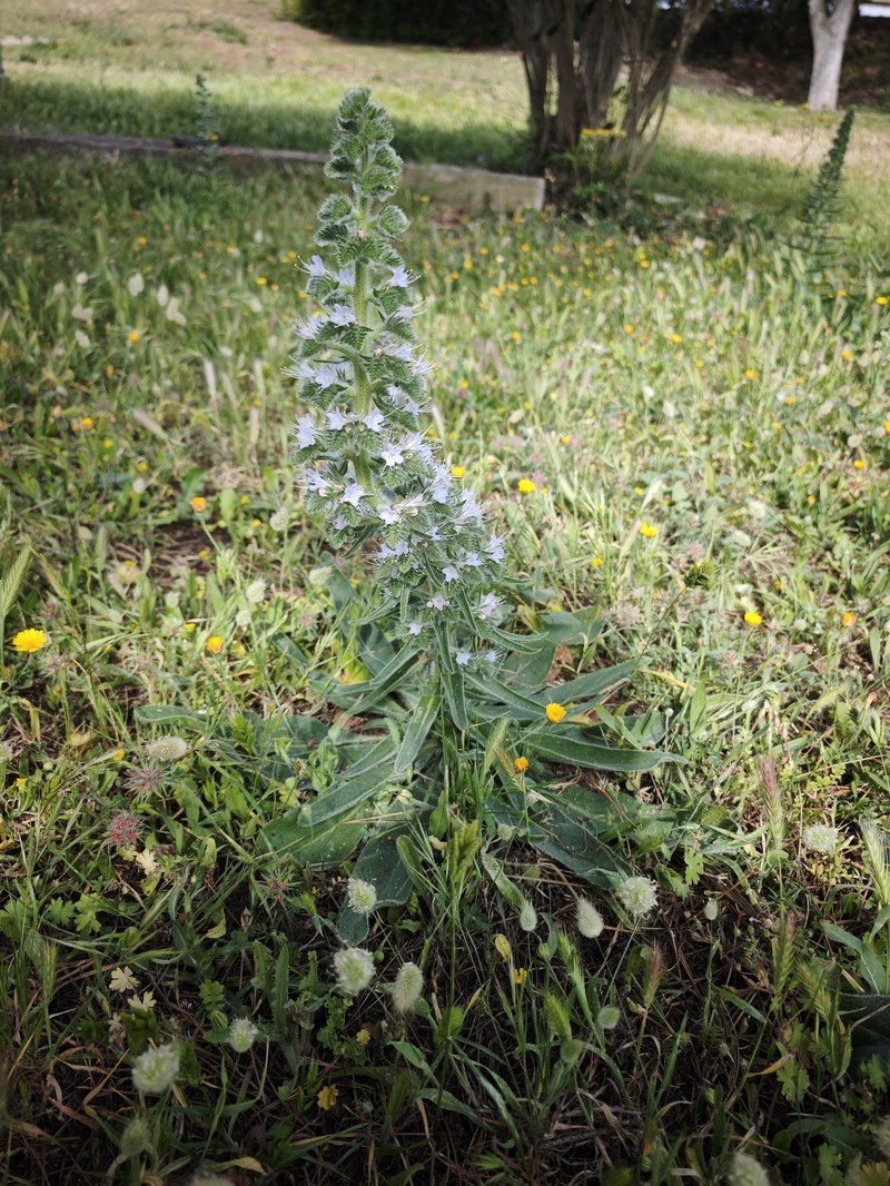 Echium italicum subsp. italicum photo 2