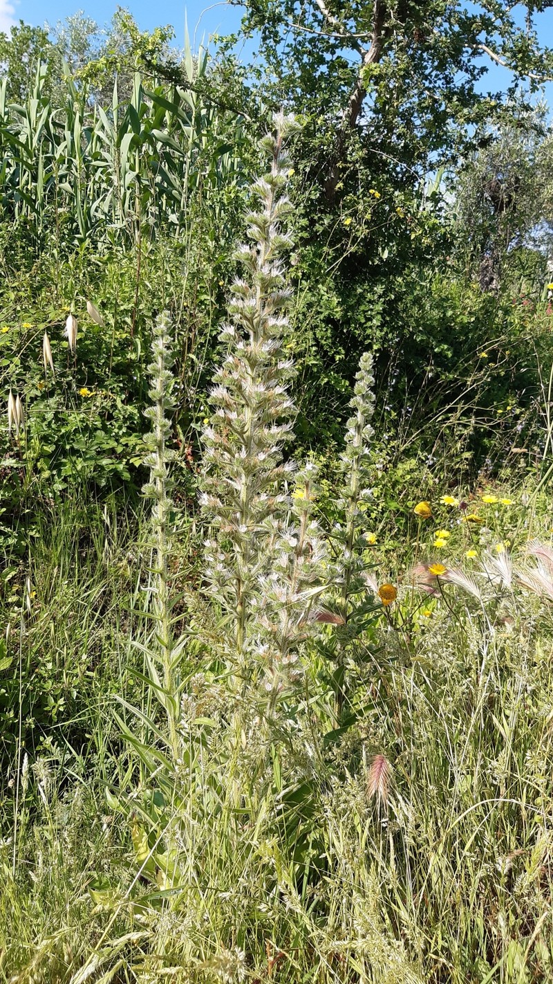 Echium italicum subsp. italicum photo 3