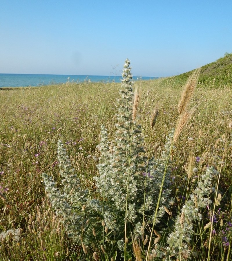 Echium italicum subsp. italicum photo 4
