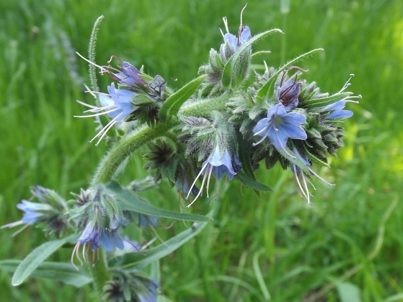 Violet-Vein Viper's Bugloss