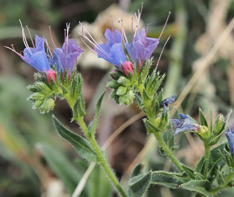 Violet-Vein Viper's Bugloss photo 2