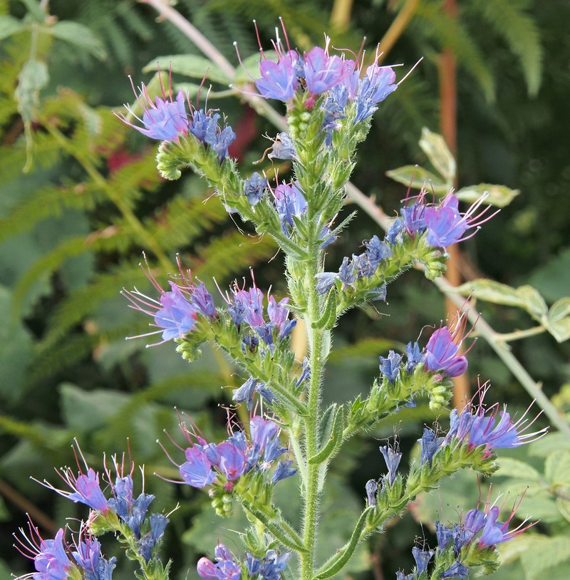 Violet-Vein Viper's Bugloss photo 3