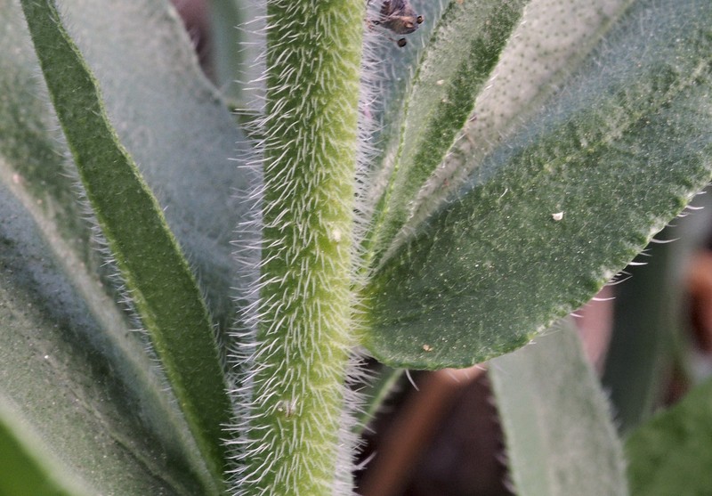 Violet-Vein Viper's Bugloss photo 4