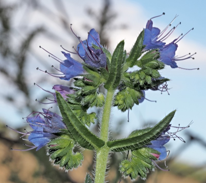 Violet-Vein Viper's Bugloss photo 5