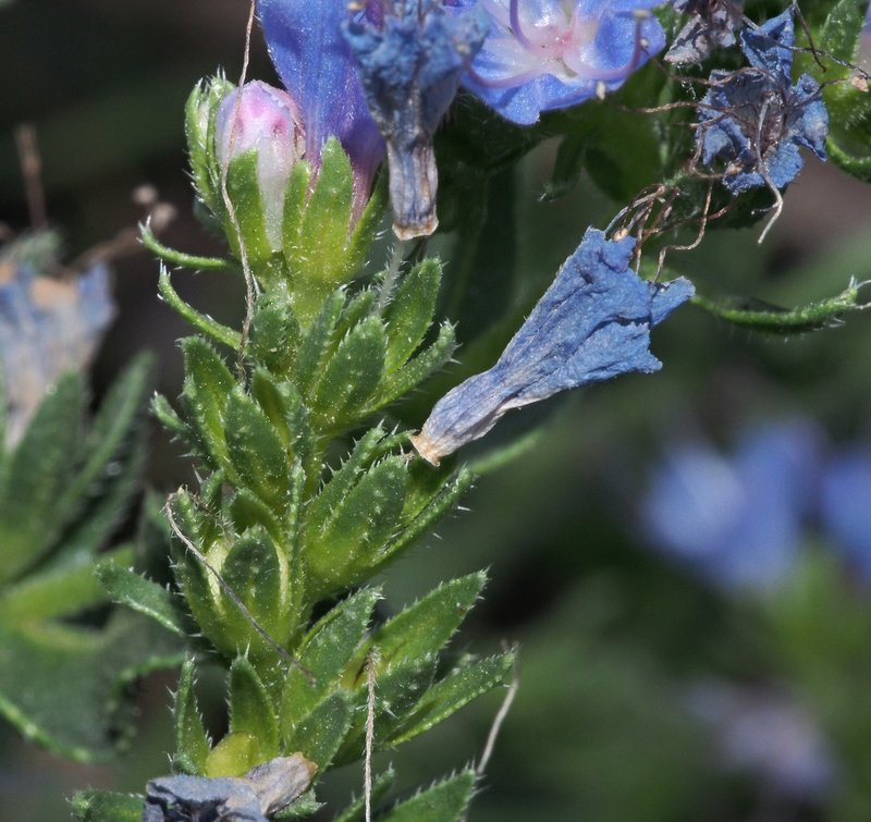 Violet-Vein Viper's Bugloss photo 7