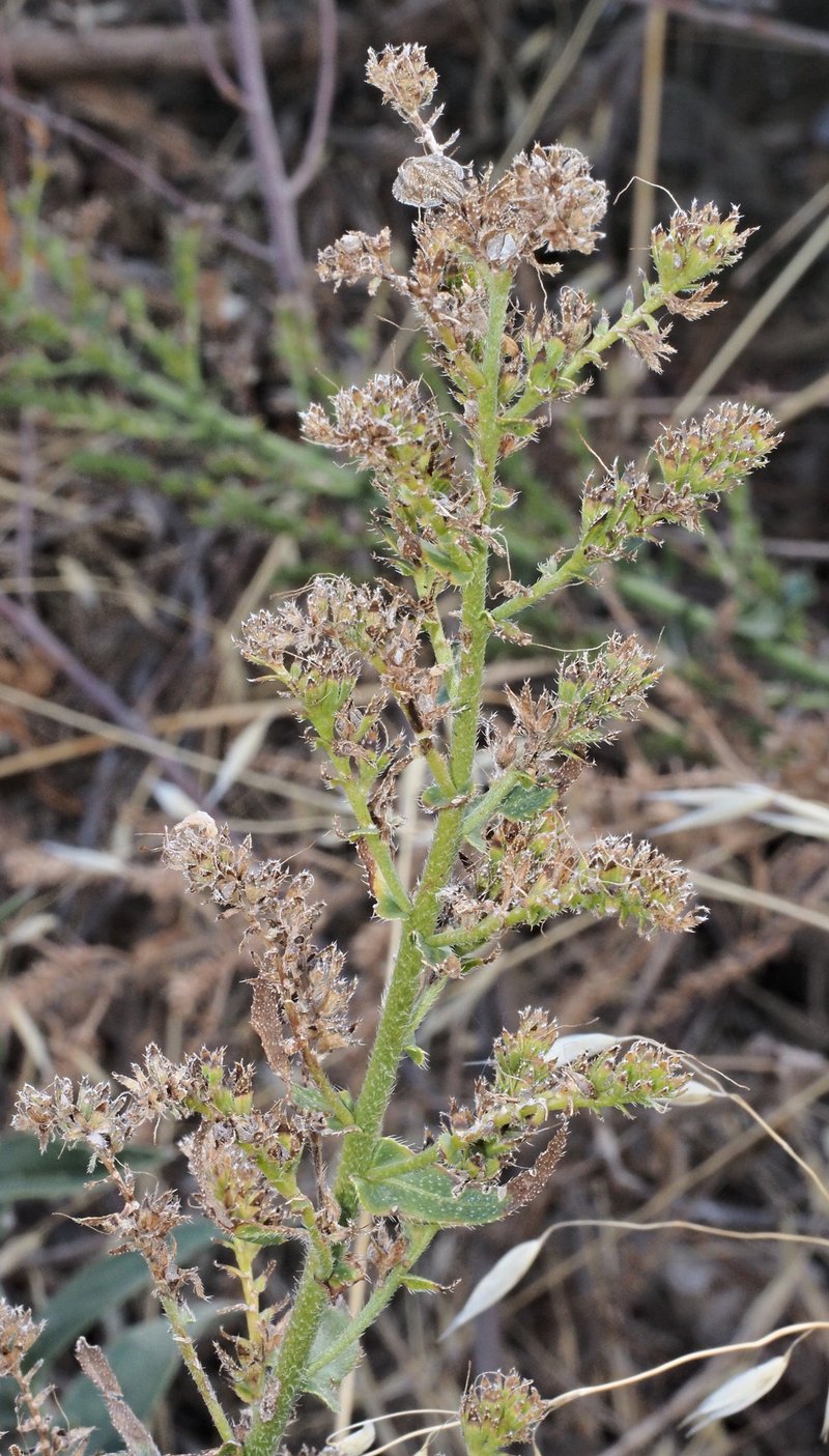 Violet-Vein Viper's Bugloss photo 8