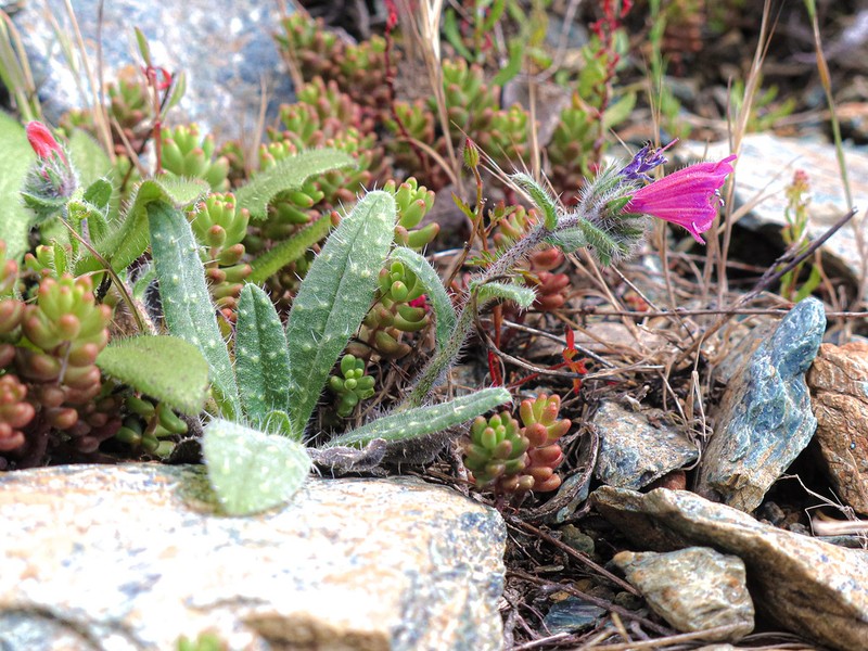 Echium montenielluense photo 2