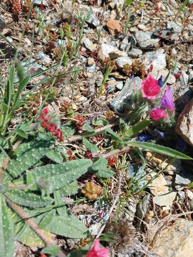 Echium montenielluense photo 3