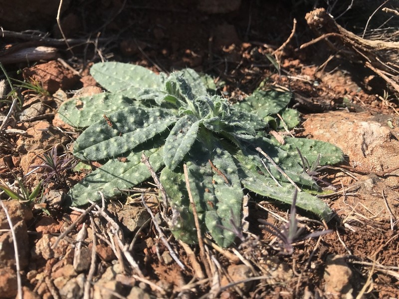 Echium montenielluense photo 4