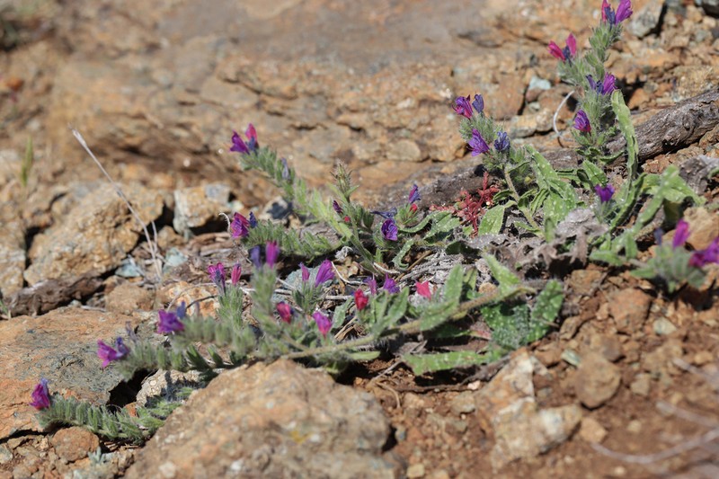 Echium montenielluense photo 5