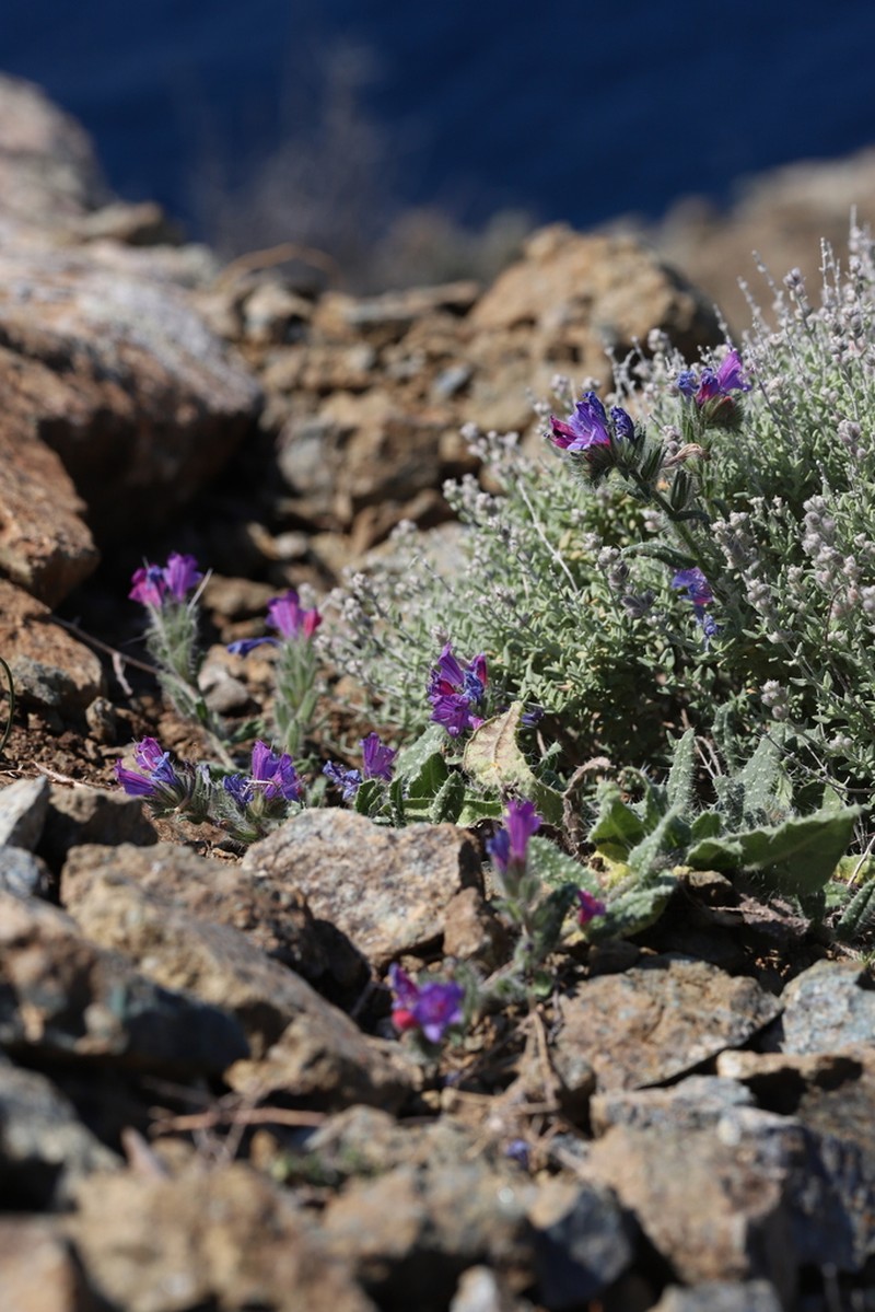Echium montenielluense photo 6