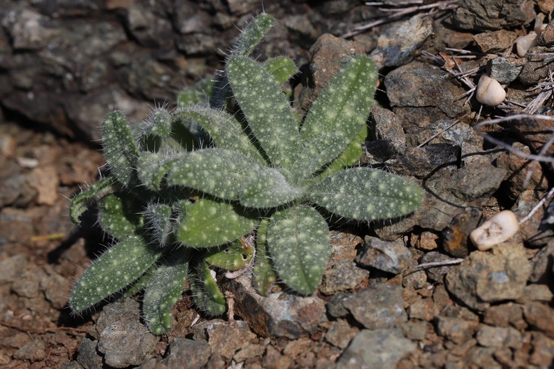 Echium montenielluense photo 8