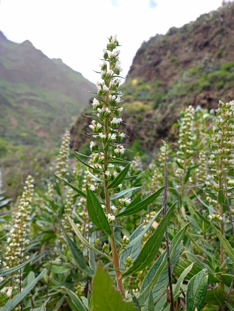 Echium onosmifolium subsp. onosmifolium