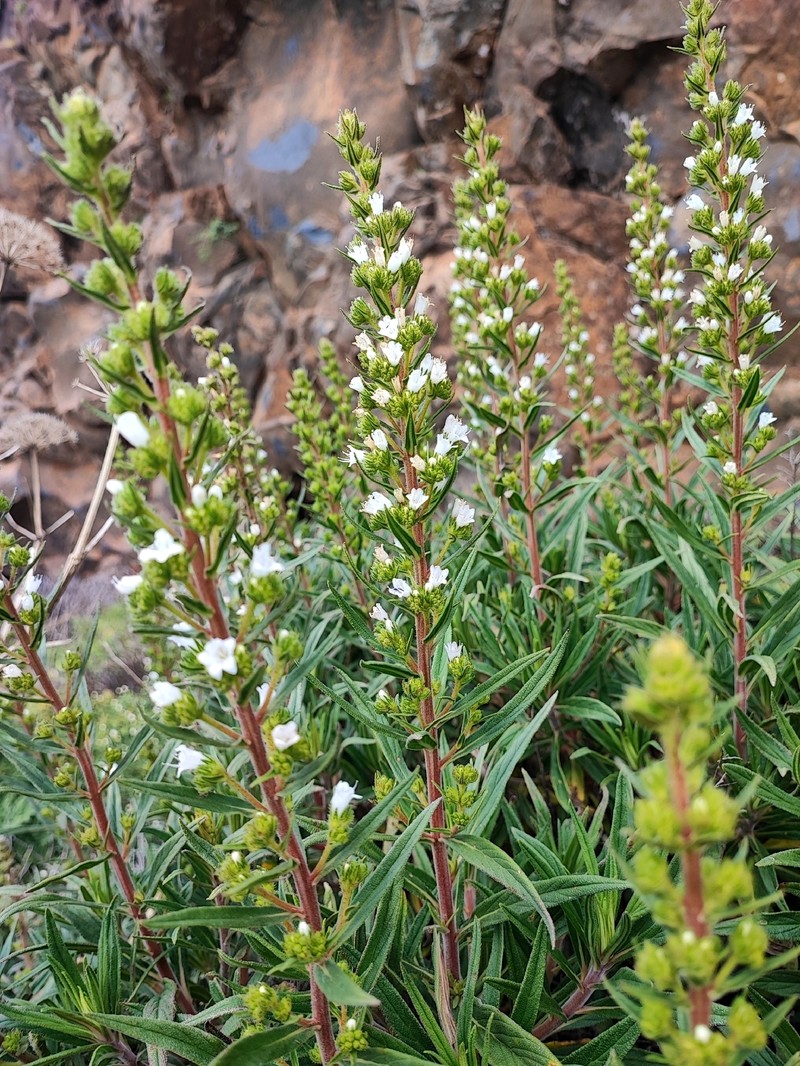 Echium onosmifolium subsp. onosmifolium photo 2